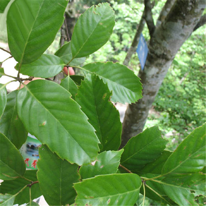 Egrow 100 Pcs/Pack Glauca Seeds Chinese Glauca Tree Cyclobalanopsis Glauca Tree For Nut