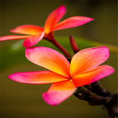 Egrow 100Pcs/Pack Plumeria Seeds Garden DIY Bonsai Hawaiian Frangipani Decorations Flower Seeds