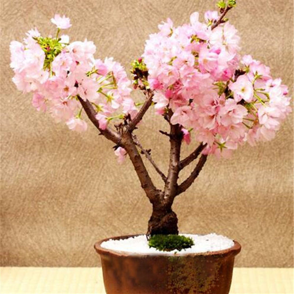 Egrow 50 Pcs/Pack Sakura Seeds Rare Sakura Cherry Blossom For Garden Flower Bonsai Tree Indoor Flowers Plants