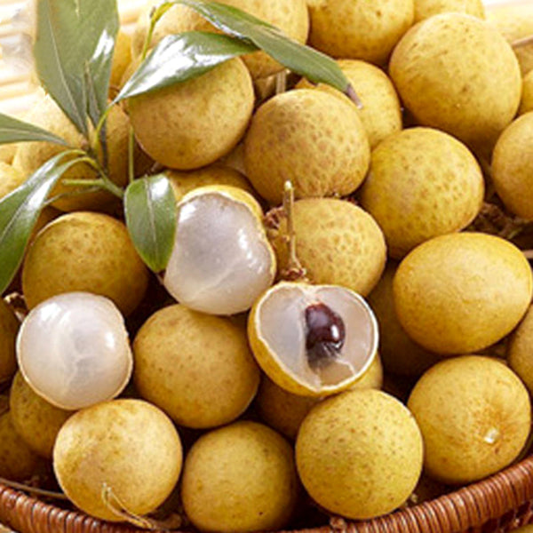 Egrow 4pcs/Bag Longan Seeds Live DRAGON'S EYE Exotic LONGAN Dimocarpus Sweet Fruit Tree Seeds