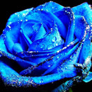 100 PCS Blue Dragon Rose Seeds Rare Beautiful Stripe Rose Bush Plant Garden