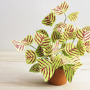 Egrow 200Pcs/Pack Christia Vespertilionis Seeds Mixed Bonsai Flowers Christia Vespertilionis Patio Garden Potted Ornamental Plants Bat Grass