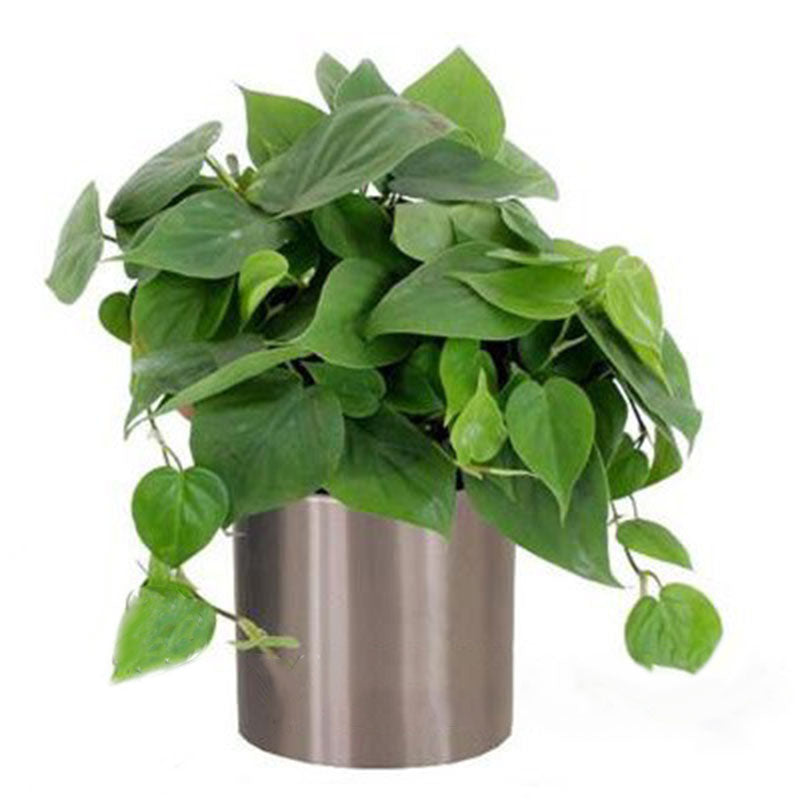 Egrow 100 Pcs/Pack Philodendron Seeds Philodendron Bonsai Vine Leaf Indoor Plants Anti Radiation Absorb Dust Tree Bonsai