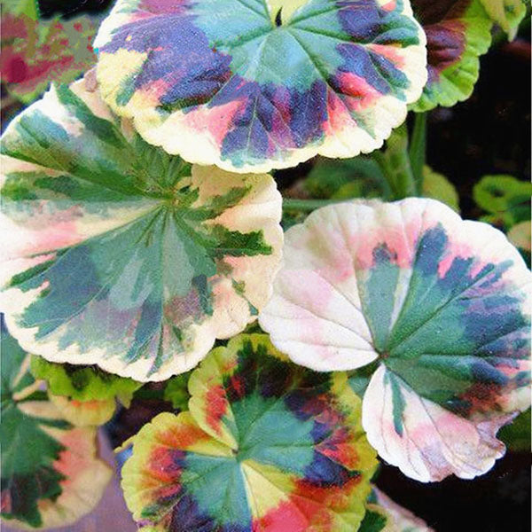 Egrow 100Pcs/Pack Colorful Janpanse Coleus Seeds Garden Foliage Plants Flowers Bonsai