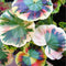 Egrow 100Pcs/Pack Colorful Janpanse Coleus Seeds Garden Foliage Plants Flowers Bonsai