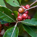 Egrow 20 Pcs/Pack Elaeagnus Umbellate Tree Seeds  Elaeagnus Umbellate Semente Plant Autumn Elaeagnus Tree