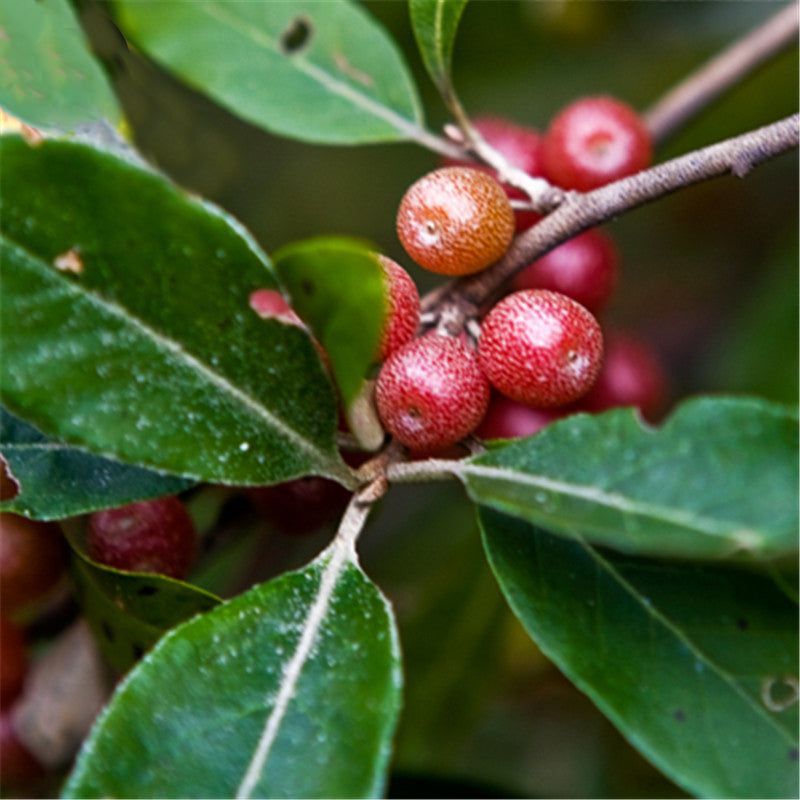 Egrow 20 Pcs/Pack Elaeagnus Umbellate Tree Seeds  Elaeagnus Umbellate Semente Plant Autumn Elaeagnus Tree