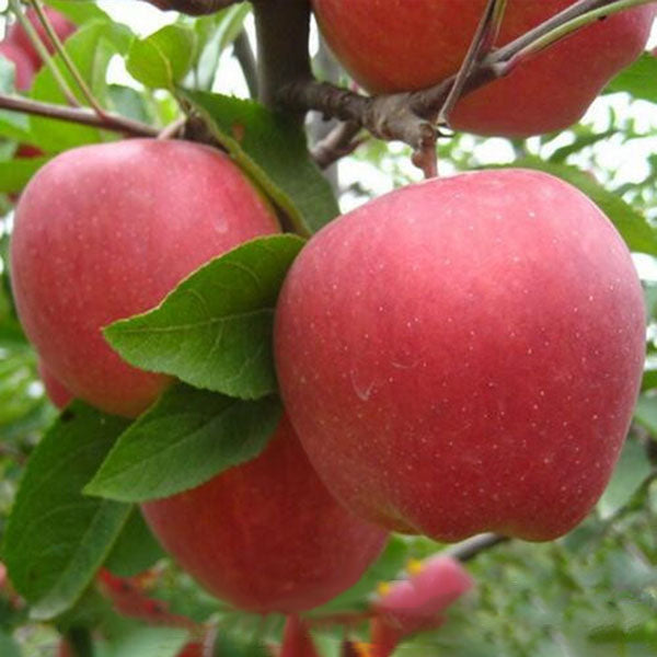 Egrow 50 Pca/Pack Red-Fleshed Apple Seeds Redlove Apple Fruit Tree Seed Garden Planting