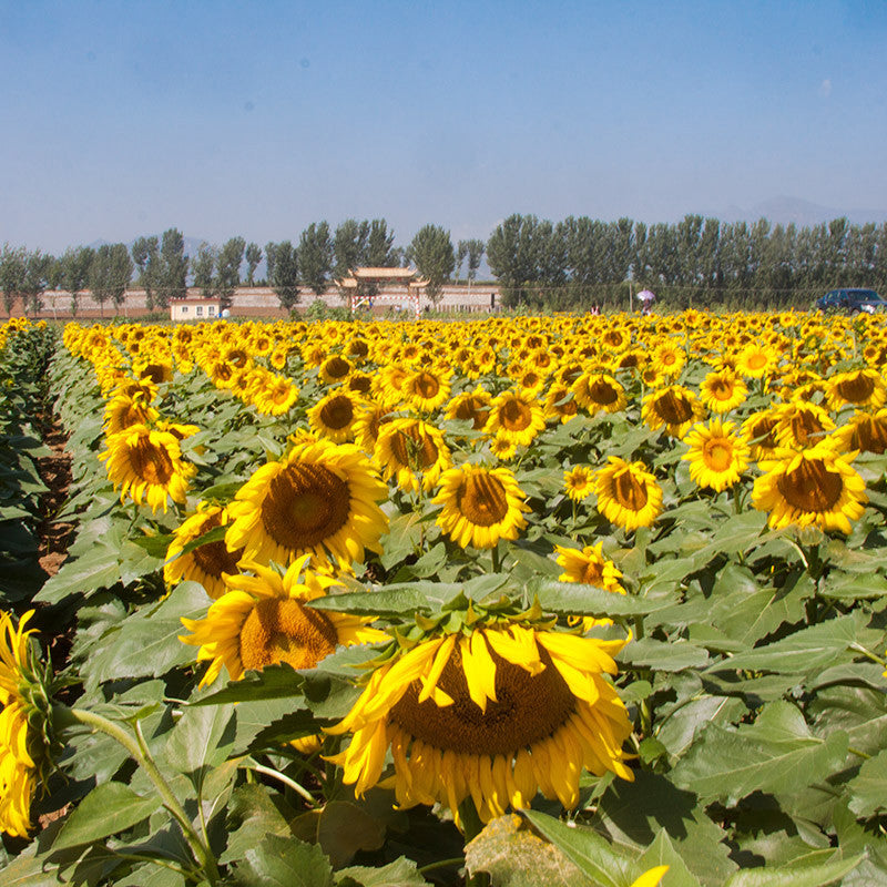 Egrow 30Pcs/Pack Giant Sunflower Seeds Home Garden Planting Ornamental Plants
