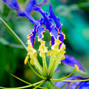 Egrow 50pcs/Bag Blue Flame Lily Seeds Fast Growing Bonsai Seeds Exotic Flowering Plants Seeds