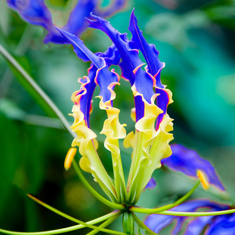 Egrow 50pcs/Bag Blue Flame Lily Seeds Fast Growing Bonsai Seeds Exotic Flowering Plants Seeds