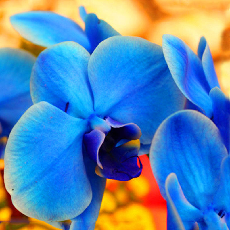 Egrow 100 Pcs/Pack Cactus Seeds