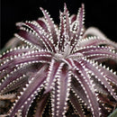 Egrow 100 PCS Garden Succulent Bonsai Various Lithops Seeds Living Stone Flower Cacti Cactus Plant