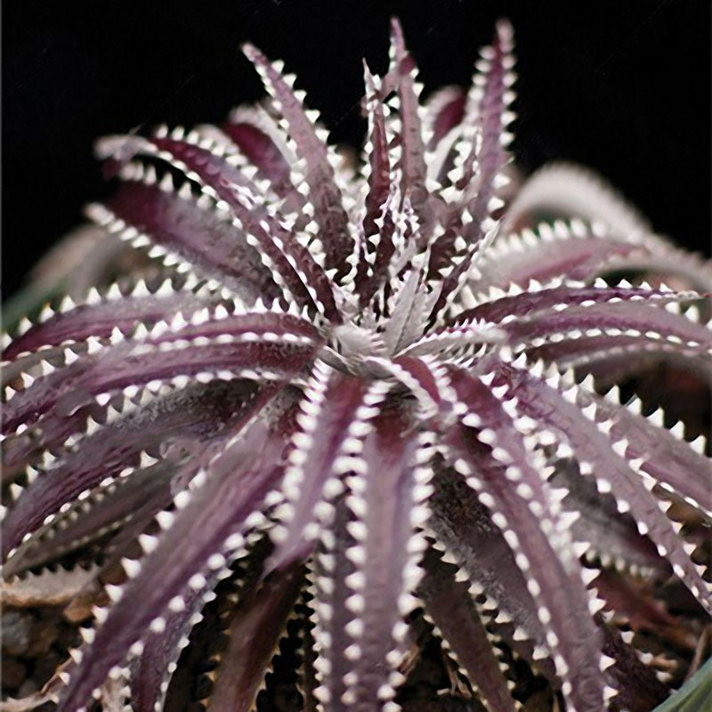 Egrow 100 PCS Garden Succulent Bonsai Various Lithops Seeds Living Stone Flower Cacti Cactus Plant