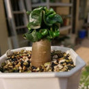 Egrow 2 Pcs/Pack Desert Rose Seeds Adenium Obesum Semillas Bonsai Desert Rose Flower Plant