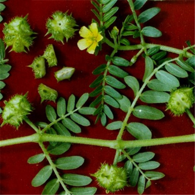 Egrow 100 Pcs/Pack Tribulus Terrestris Seeds Tribulus Terrestris Semente Plant Herba Tribuli