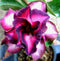 20 PCS Genuine Adenium Obesum Desert Rose Seeds Flower Bonsai Plant DIY Home Grden Seeds