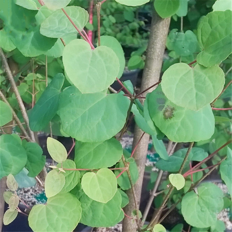 Egrow 30 Pcs/Pack Katsuratree Seeds Katsuratree Tree Plant Cercidiphyllum Japonicum