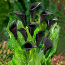 Egrow 50 PCS Calla Lily Seeds Tropic Beautifying Plants Garden Potted Flowers Perennial Lily Seeds