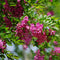 Egrow 50 Pcs/Pack Sophora Tonkinensi Tree Seeds Sophora Tonkinensi Tree Plant Flower Seeds