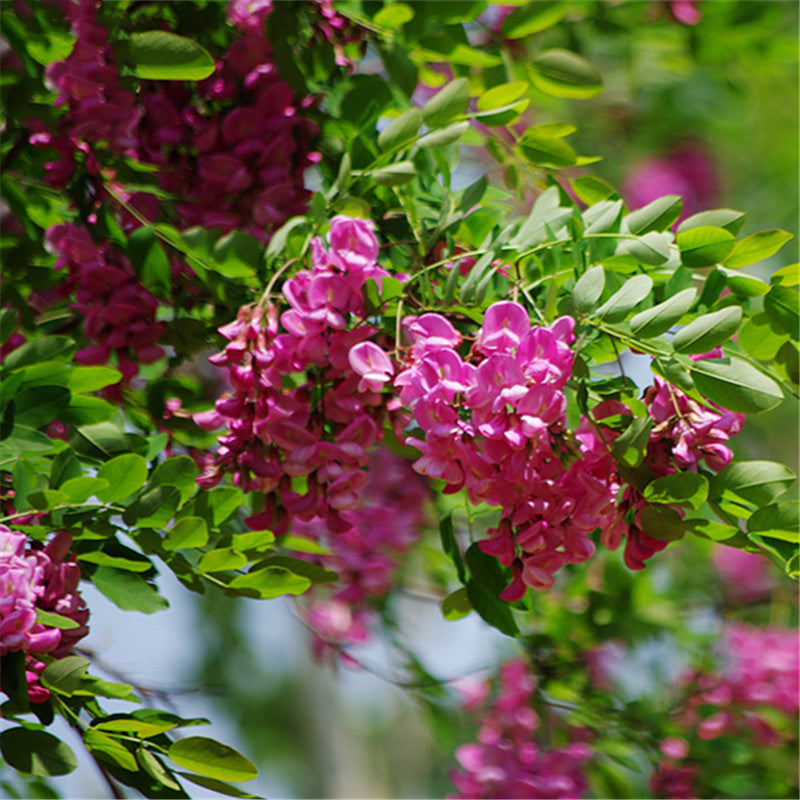 Egrow 50 Pcs/Pack Sophora Tonkinensi Tree Seeds Sophora Tonkinensi Tree Plant Flower Seeds