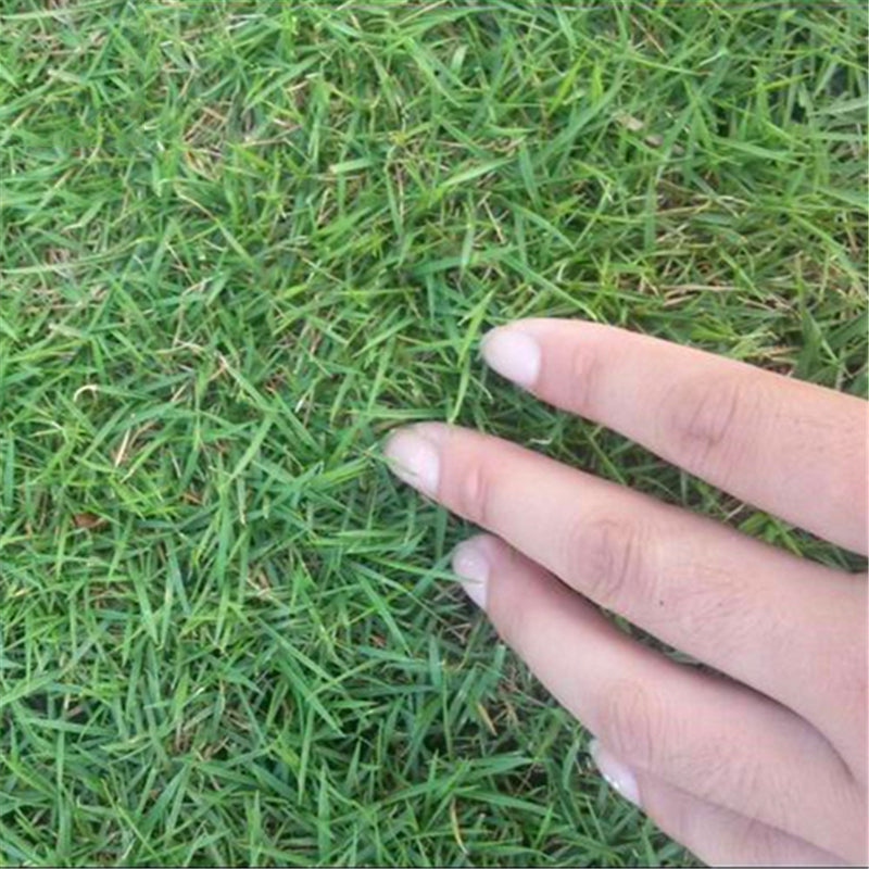 Egrow 500 Pcs/Pack Cynodon Dactylon Grass Seeds Cynodon Dactylon Grass Semente Plant Garden Lawn Grass Cynodon