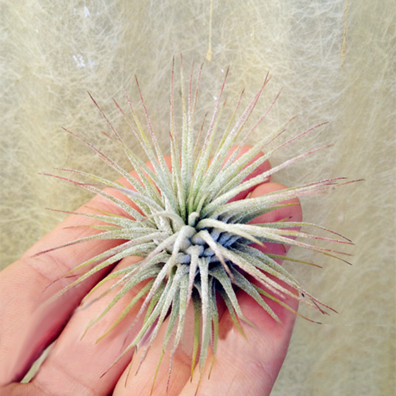 Egrow 100Pcs/Pack Tillandsia Seeds Bonsai Potted Flower Bonsai Purple Chinese Rare Bonsai Decoration For Home and Garden