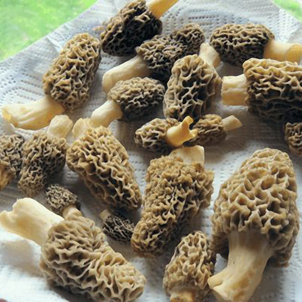 Egrow 100Pcs/Bag Morel Mushroom Strains Seeds Garden Planting Edible Eryngii Vegetable Seeds