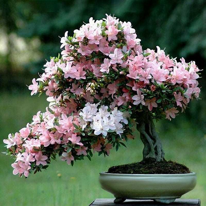 Egrow 10Pcs Sakura Flower Seeds Pink Cherry Blossom Tree Bonsai Plants Garden Rare Perennial
