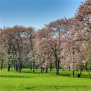 Egrow 50 Pcs/Pack Paulownia Tree Seeds Paulownia Tree Paulownia Fortunei For Home Garden Decoration