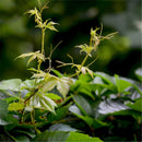 Egrow 100 Pcs/Pack Boston Ivy Seeds Boston Ivy Tree Plant Vine Tree Parthenocarpy