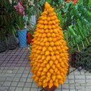 Egrow 10Pcs/Bag Gold Berry Bonsai Seeds Abiu Flores Caimito Garden Potted Plantas Vegetable Plant The Budding Rate 90%