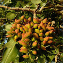 Egrow 5Pcs/Pack Pistachios Seeds Garden Outdoor Nut Tree Fruit Tree Seeds Planting