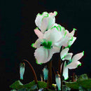 Egrow 100Pcs/Pack Cyclamen Seeds Green Edge White Cyclamen Flower Bonsai Perennial Flowering Plants Cyclamen