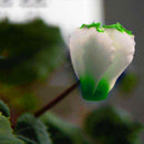 Egrow 100Pcs/Pack Cyclamen Seeds Green Edge White Cyclamen Flower Bonsai Perennial Flowering Plants Cyclamen