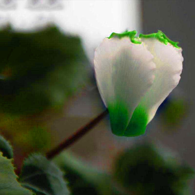 Egrow 100Pcs/Pack Cyclamen Seeds Green Edge White Cyclamen Flower Bonsai Perennial Flowering Plants Cyclamen