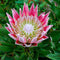 Egrow 50Pcs/Pack Protea Cynaroides Seeds Rare Bonsai Potted Flower Seed Home Garden Plants
