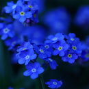 Egrow 100Pcs Blue Evening Primrose Seeds Rare Garden Fragrant Flower Bonsai Seeds