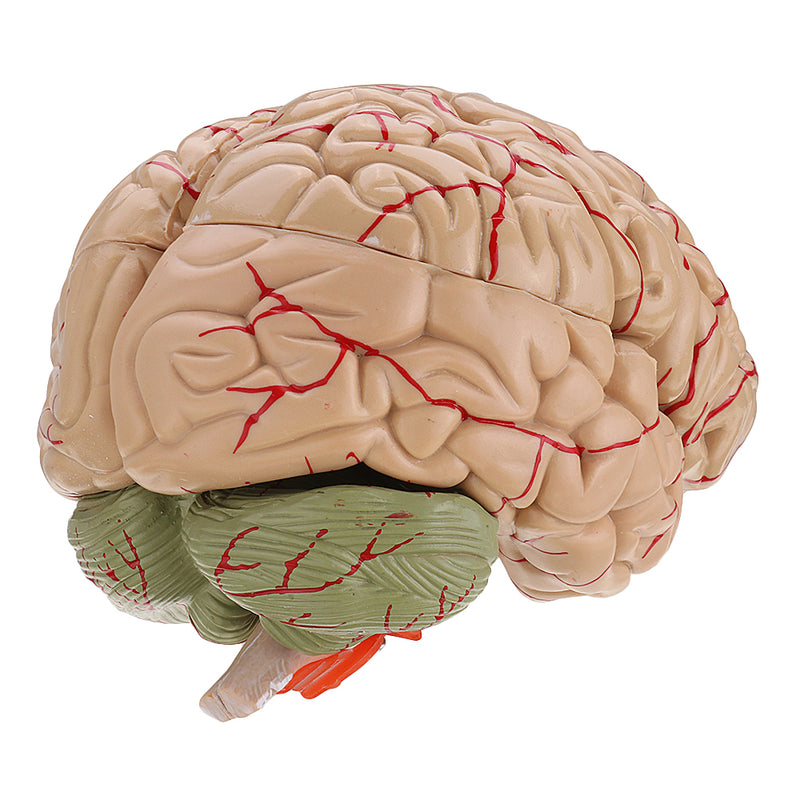 Life Size Human Brain Model w/ Arteries Medical Anatomical Cerebral Mo ...