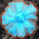 Egrow 100Pcs/Bag Insectivorous Plant Seeds Succulents Dionaea Muscipula Venus Flytrap Bonsai Seed