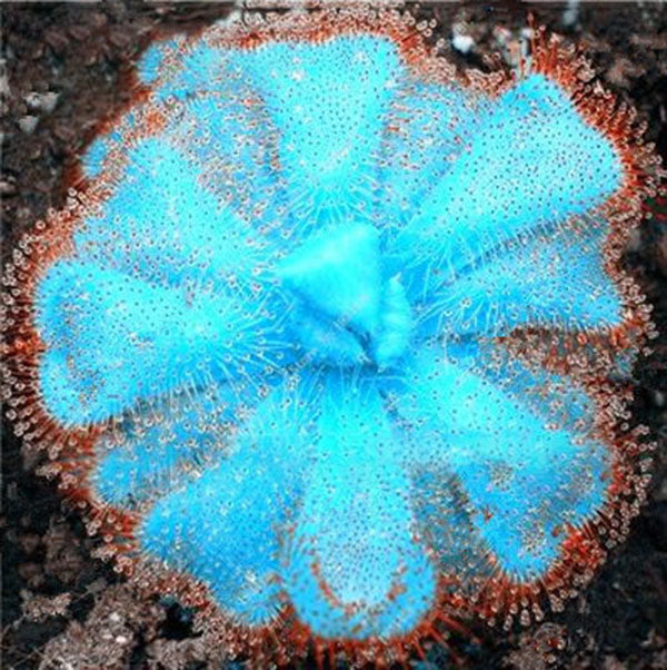 Egrow 100Pcs/Bag Insectivorous Plant Seeds Succulents Dionaea Muscipula Venus Flytrap Bonsai Seed
