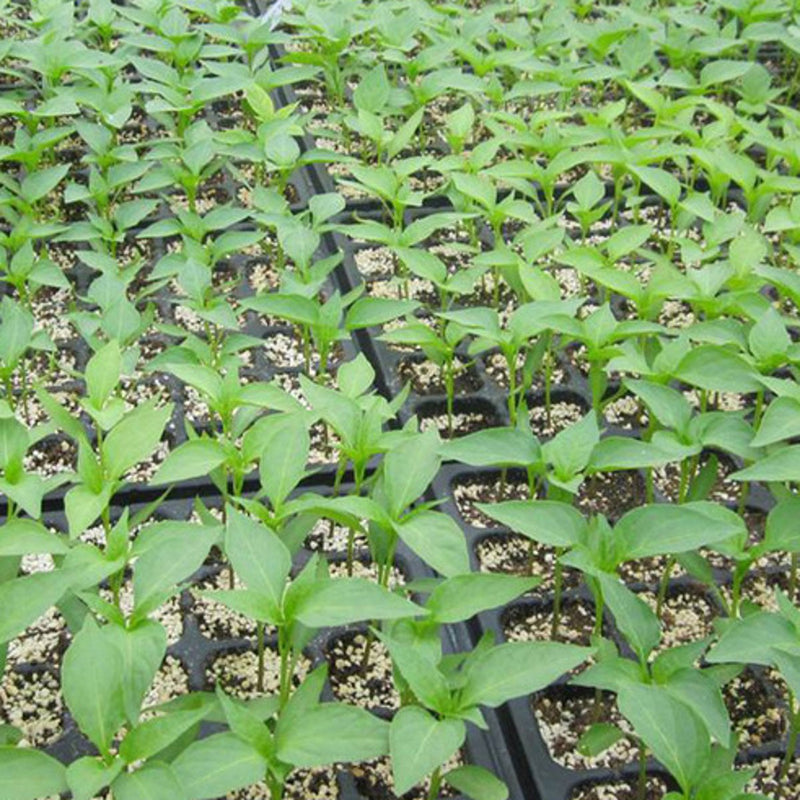 200 Holes Planting Seeds Grow Box Insert Propagation Nursery Seeding Starter