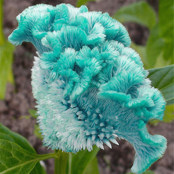 Egrow 100PCS / Bag Cockscomb Seeds Colorful Pteris Celosia Spicata Bonsai Flower Bonsai Potted Plants for DIY Home & Garden