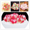 Egrow 100Pcs/Pack Echeveria Succulents Lithops Seeds Home Garden Bonsai Flower Seeds Planting