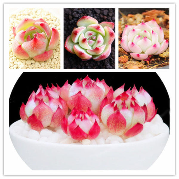 Egrow 100Pcs/Pack Echeveria Succulents Lithops Seeds Home Garden Bonsai Flower Seeds Planting