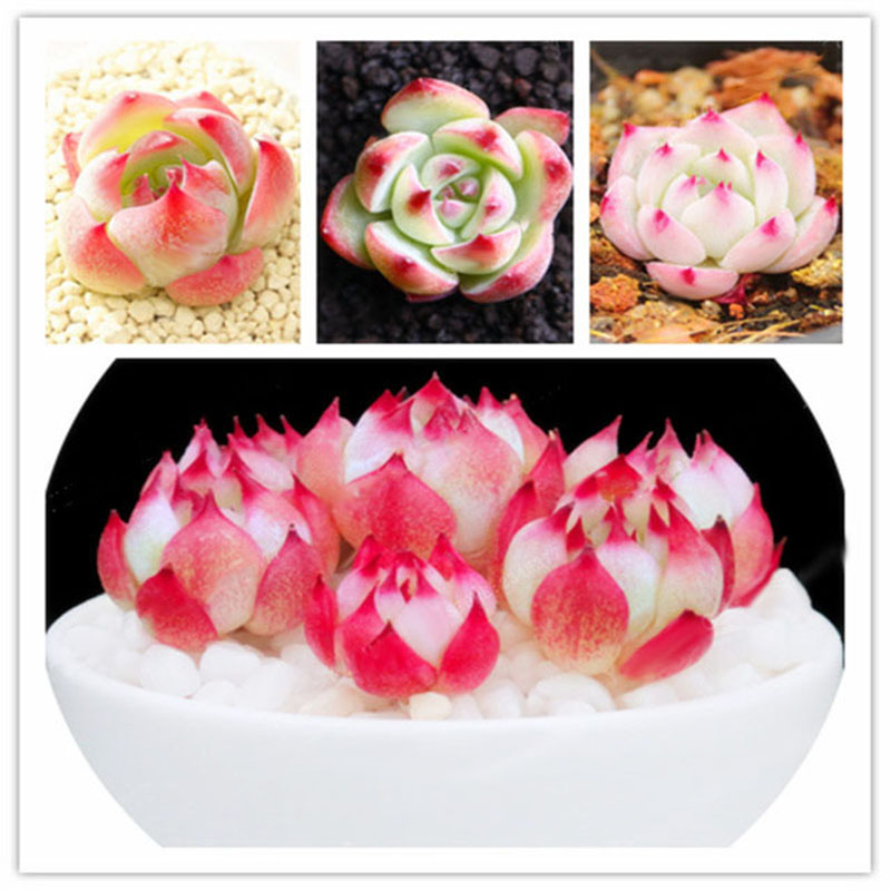Egrow 100Pcs/Pack Echeveria Succulents Lithops Seeds Home Garden Bonsai Flower Seeds Planting