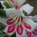 Egrow 100 PCS Garden Plant Gladiolus Flowers Aerobic Indoor Potted Sword Lily Flower Seeds Bonsai