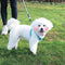 Dog Cat Leashes Pet Traction Rope Collar Durable Rock Climbing Material Pet Supplies