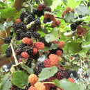 Egrow 100 Pcs/Pack Mulberry Seeds Potted Seasonal Fruit Garden Natural Health Mulberry Year Results Blackberry Bonsais