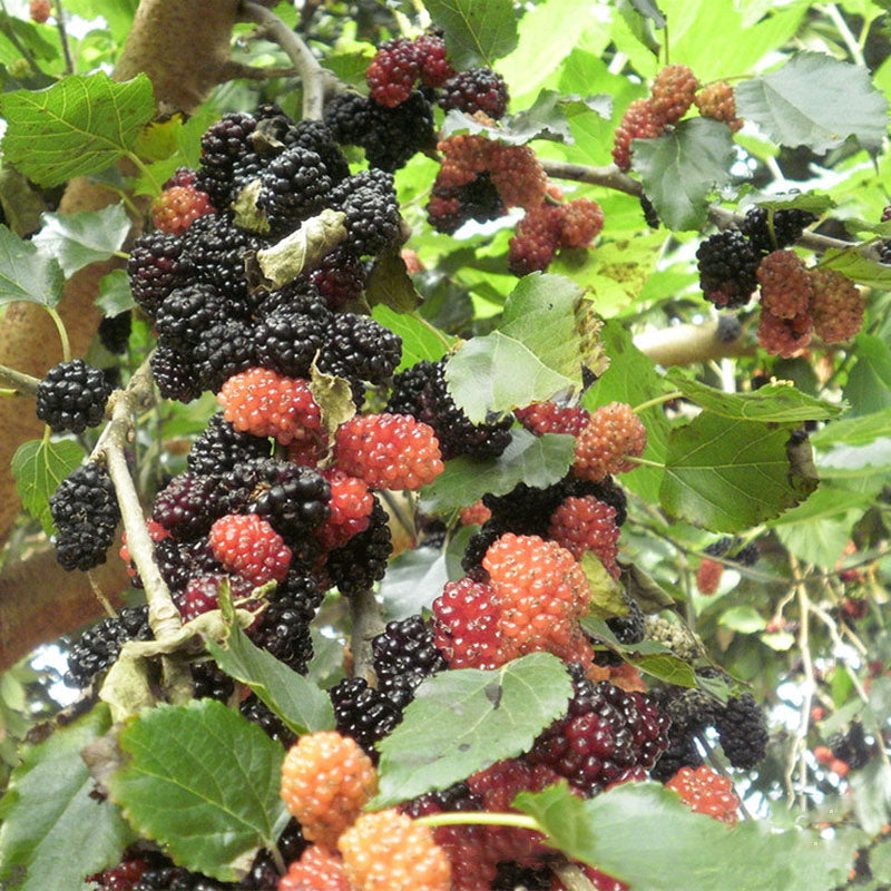 Egrow 100 Pcs/Pack Mulberry Seeds Potted Seasonal Fruit Garden Natural Health Mulberry Year Results Blackberry Bonsais